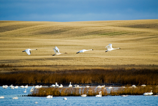 A small flock of swans take-off early in the morning from a small dam surrounded by farmland in southwest Sask. Canada