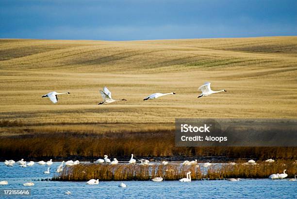 Trumpeter Swans In Flight Stock Photo - Download Image Now - Prairie, Waterhole, Canada