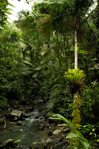 A stream runs through the El Yunque rain forest in Puerto Rico.