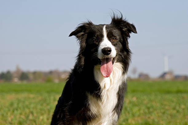 Collie di confine - foto stock