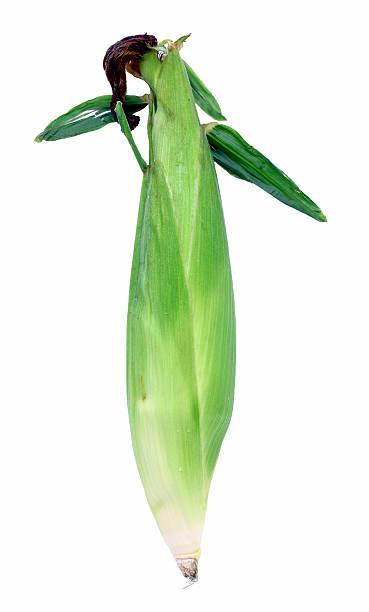 corn on the cob "An ear of corn, isolated on white." maize unshucked cob stock pictures, royalty-free photos & images