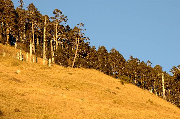 istock Golden Grass Slope @ Syue Shan (Taiwan Central Mountain Range) 172156027