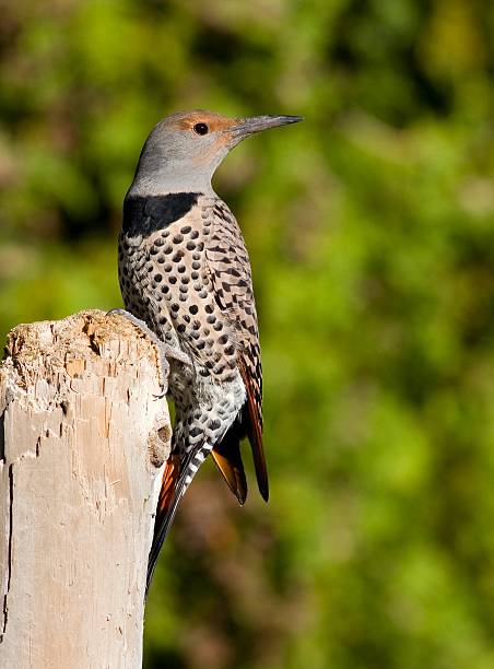 istock Northern Flicker Woodpecker 172156258