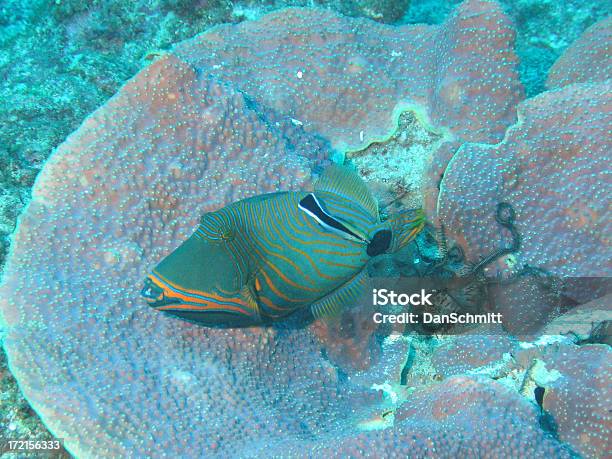 Photo libre de droit de Baliste Vertorange banque d'images et plus d'images libres de droit de Au fond de l'océan - Au fond de l'océan, Corail - Cnidaire, Couleur corail