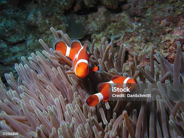 Anémona Falso Clownfish Em - Fotografias de stock e mais imagens de Animal - Animal, Destino de Viagem, Edifício residencial