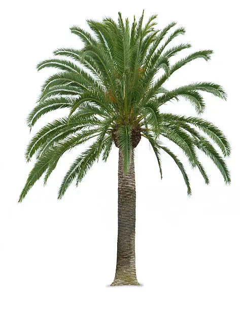 A palm tree isolated against white.