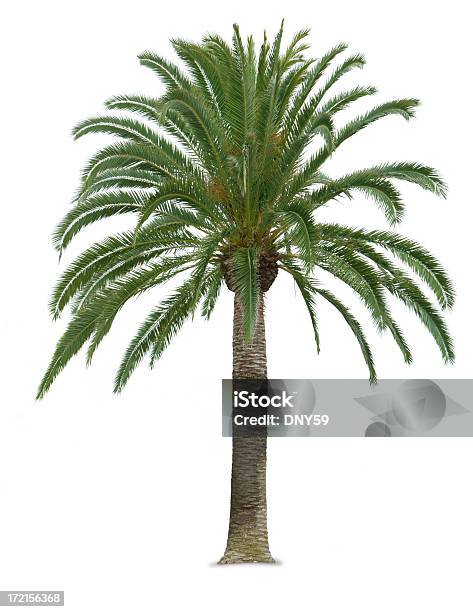 Foto de Palmtree e mais fotos de stock de Datileira - Datileira, Fundo Branco, Ajardinado