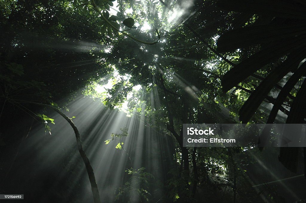 Jungle Raggio di sole: Composizione orizzontale - Foto stock royalty-free di Albero