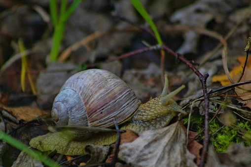 Snail in the autumn forest
