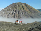 istock Pinto on Mt. Bromo volcano 172156676