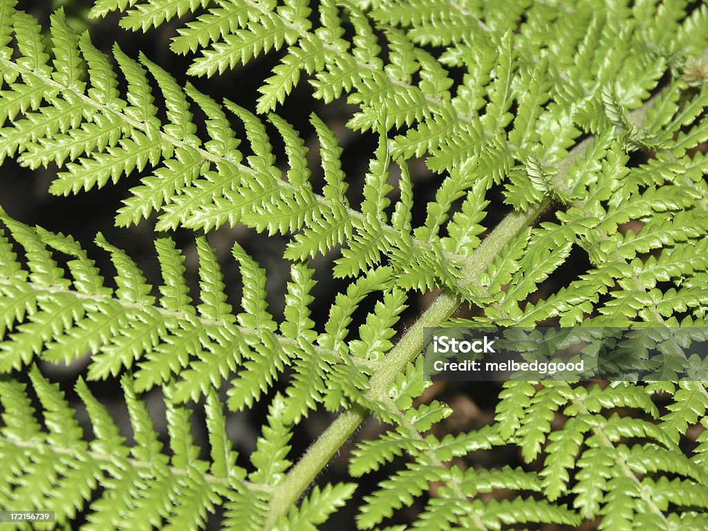 Closeup of Fern Close up of Fern leaves Bracken Stock Photo