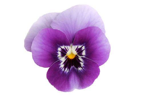 Viola pansy violet flower pattern. Beautiful spring flowers set isolated on white background. Creative layout. Design element. Springtime and easter concept. Top view, flat lay