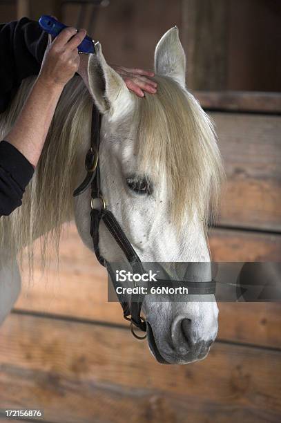 Cura Del Giorno 2 - Fotografie stock e altre immagini di Accudire - Accudire, Bianco, Cavallo - Equino