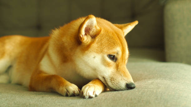 istock Selective focus of red shiba, For use in illustrations Background image or copy space. 1721569203
