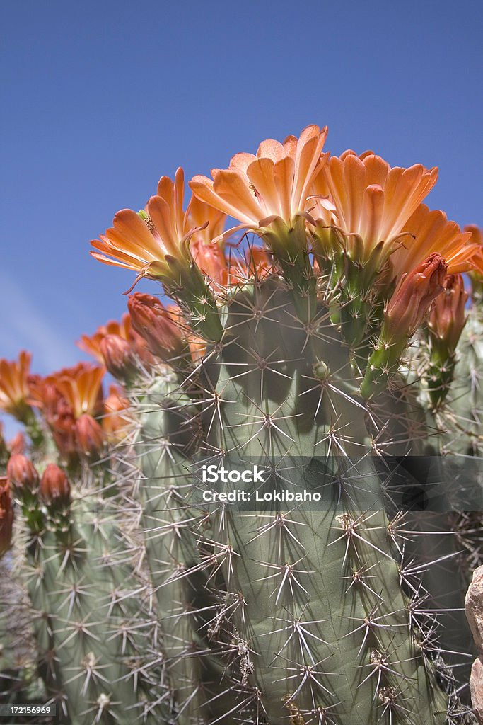 Florecer Cactus puerco espín - Foto de stock de Flor libre de derechos