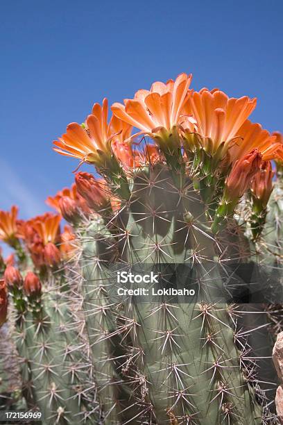 Florecer Cactus Puerco Espín Foto de stock y más banco de imágenes de Flor - Flor, Desierto Sonorano, Cactus
