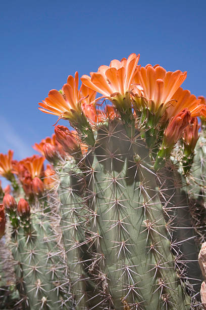 Blooming Hedgehog Cactus Looking up at a blooming Hedgehog cactus sonoran desert stock pictures, royalty-free photos & images