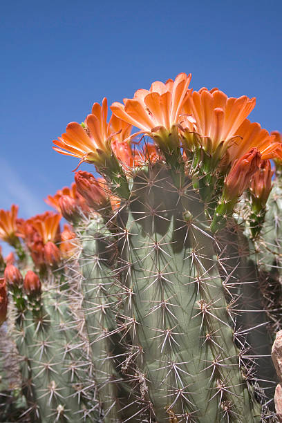 rozkwiecony hedgehog cactus - cactus hedgehog cactus flower desert zdjęcia i obrazy z banku zdjęć