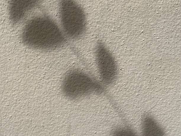 istock Leaves shadow background on concrete wall texture, leaves tree branches shade with sunlight 1721569733
