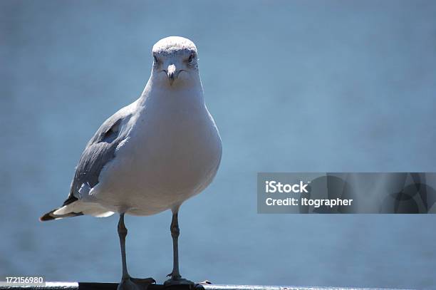 Guardi A Me - Fotografie stock e altre immagini di Acqua - Acqua, Ambientazione esterna, Animale