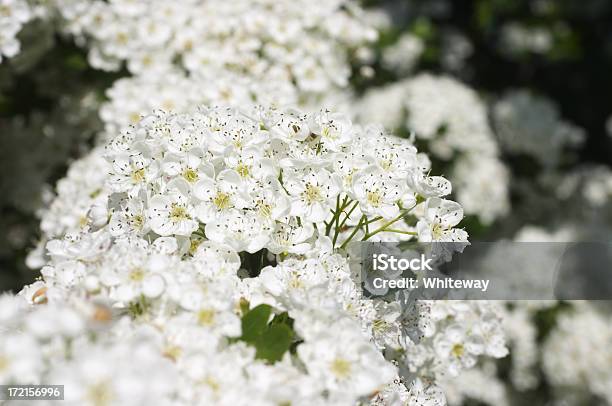 Foco Na Flor De Maio - Fotografias de stock e mais imagens de Ao Ar Livre - Ao Ar Livre, Arbusto, Branco