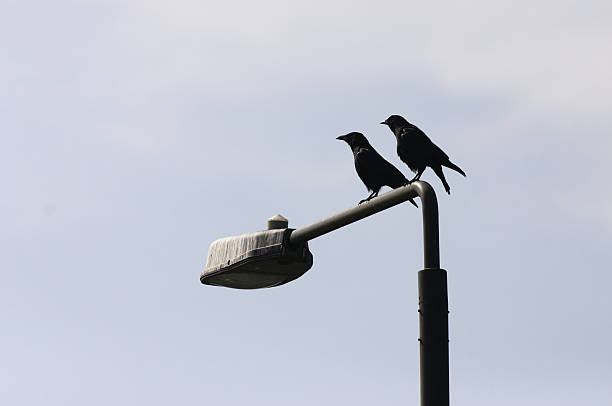 istock Carrion crows Corvus corone keep black watch on light patrol 172157030