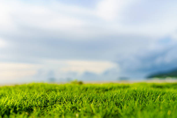 istock Green grass on the background of sky 1721570832