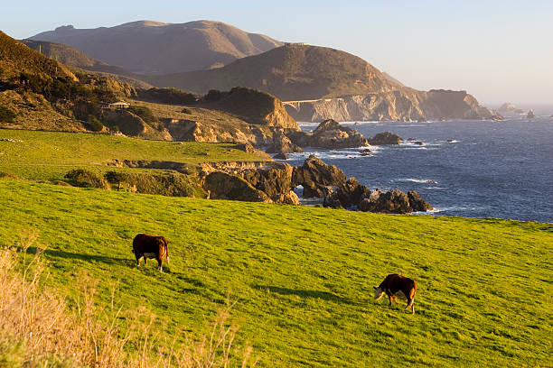 istock Contented Cows on California Coast 172157342