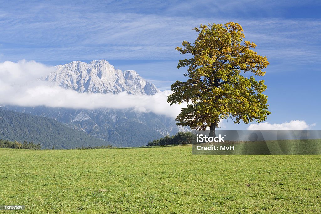 oak tree en otoño - Foto de stock de Austria libre de derechos