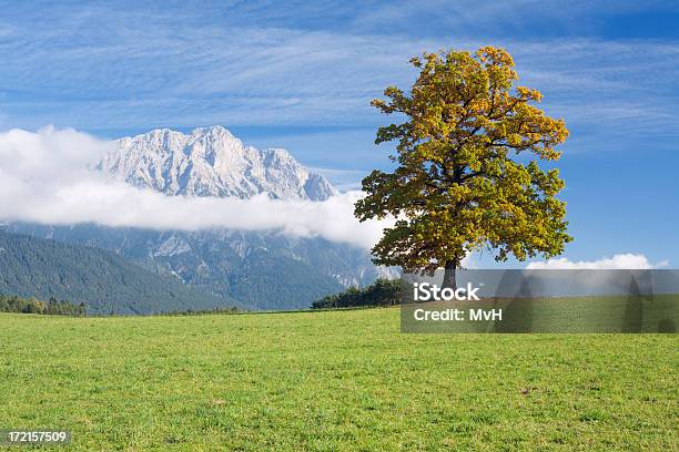 Oak Tree En Otoño Foto de stock y más banco de imágenes de Austria - Austria, Hoja, Otoño