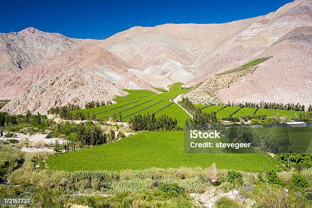 Elquital Weingüter Chile Stockfoto und mehr Bilder von Chile - Chile, Weinberg, Coquimbo-Region