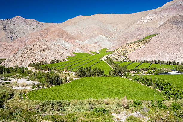 Elqui Valley Vineyards, Chile stock photo