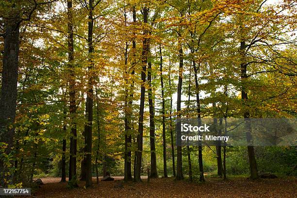 Autunno Foresta Paesaggio - Fotografie stock e altre immagini di Albero - Albero, Ambientazione esterna, Ambientazione tranquilla