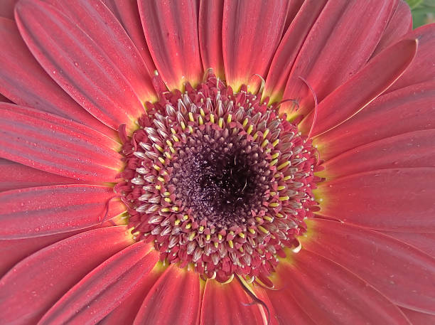 Gerbera flower - foto de stock