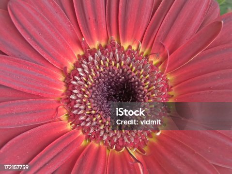 istock Gerbera flower 172157759