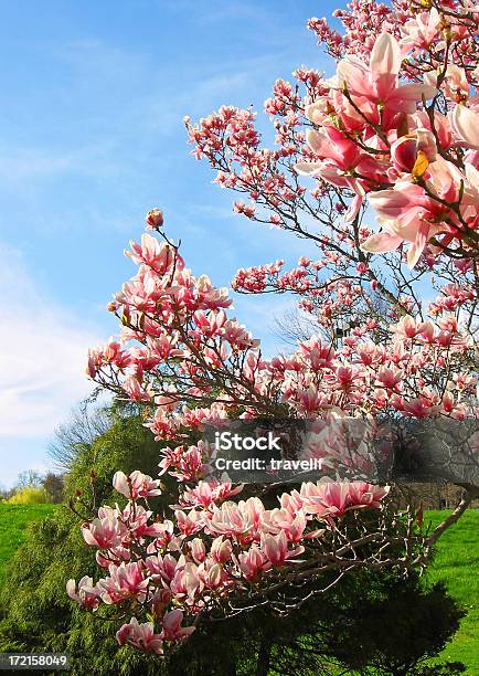 Photo libre de droit de Éclosion Dune Fleur De Magnolia banque d'images et plus d'images libres de droit de Arbre - Arbre, Arbre en fleurs, Beauté