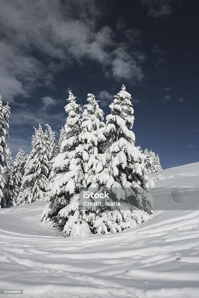 snow-Mantel - Lizenzfrei Baum Stock-Foto