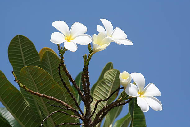 Flowers blossoming in the sunshine. Photographed while documenting the lifestyle in the South Pacific Islands of Tonga.