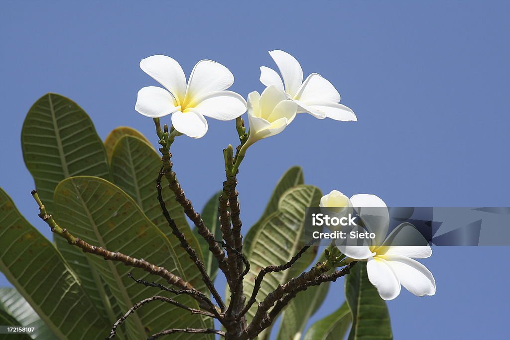 Białe kwiaty na błękitne niebo - Zbiór zdjęć royalty-free (Wanilia)