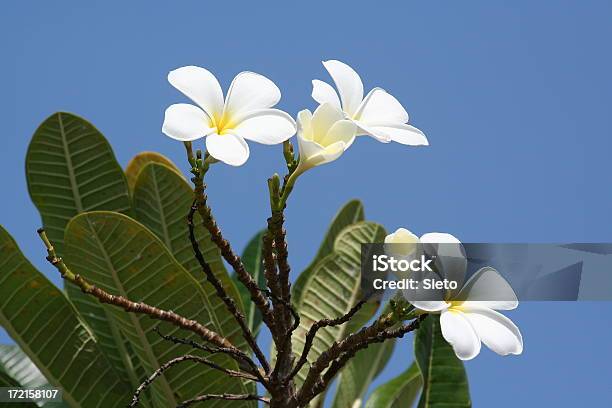 Flores Branco Contra Um Céu Azul - Fotografias de stock e mais imagens de Baunilha - Condimento - Baunilha - Condimento, Flor, Natureza