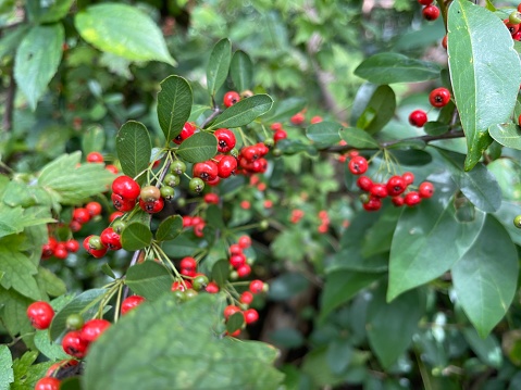 Holly Nellie R Stevens is a kind of berry. The red colour of fruits easily attract our eyes even from far away