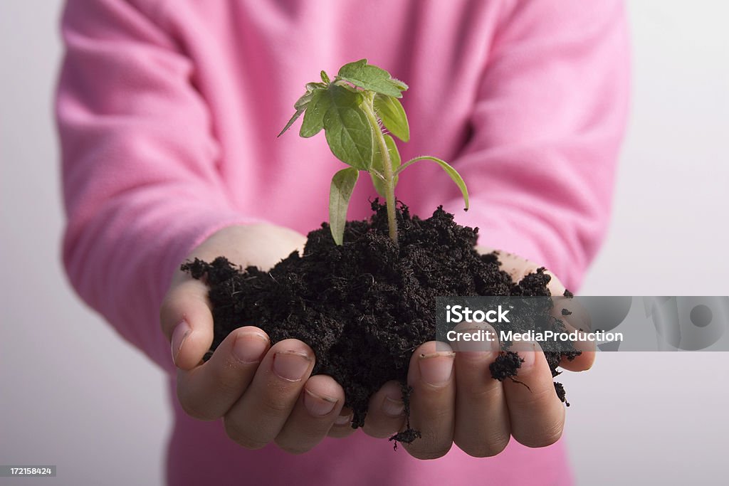 plant - Lizenzfrei Weißer Hintergrund Stock-Foto