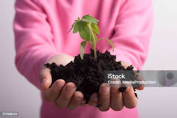 Plant Stockfoto und mehr Bilder von Weißer Hintergrund - Weißer Hintergrund, Setzling, Tomatenpflanze