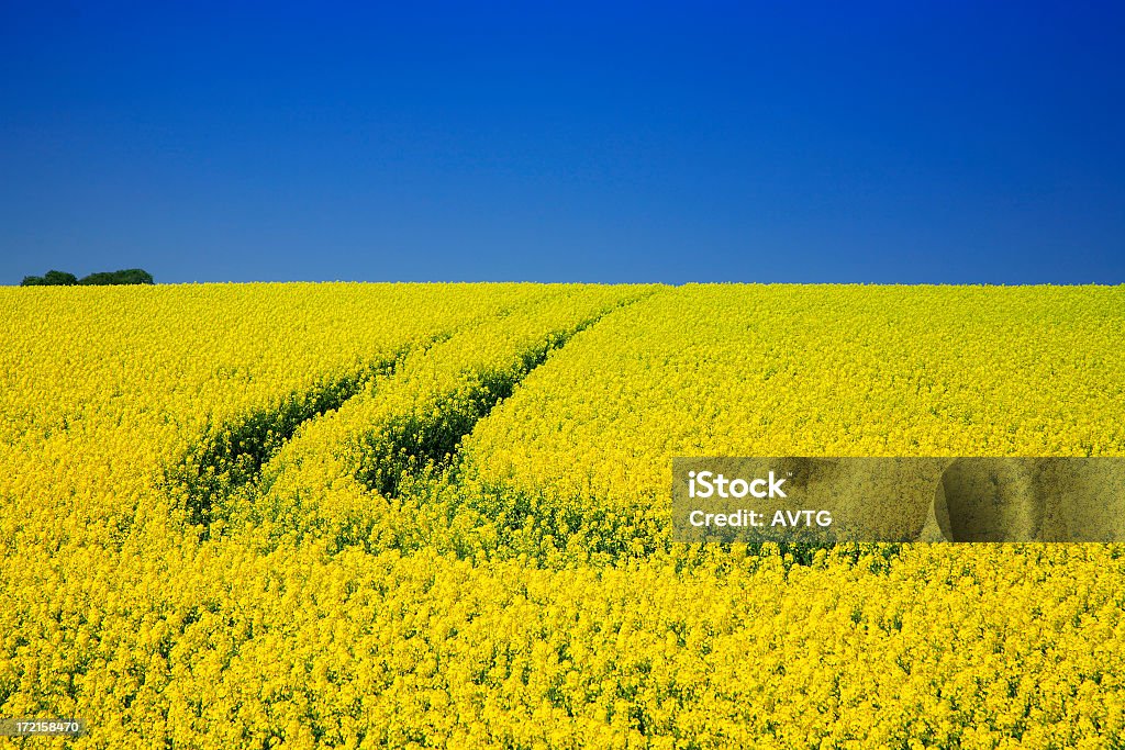 Canola Field - Foto stock royalty-free di Agricoltura