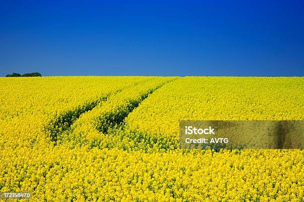 Canola Field - Fotografie stock e altre immagini di Agricoltura - Agricoltura, Ambientazione esterna, Ambiente
