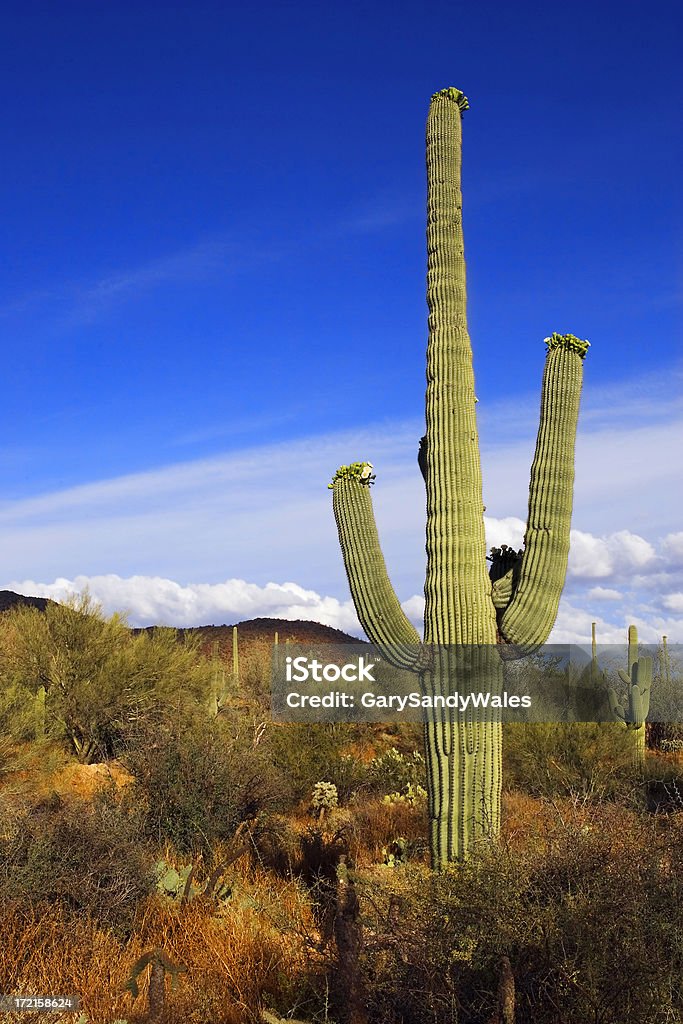 Cactus Saguaro - Foto de stock de Cactus Saguaro libre de derechos