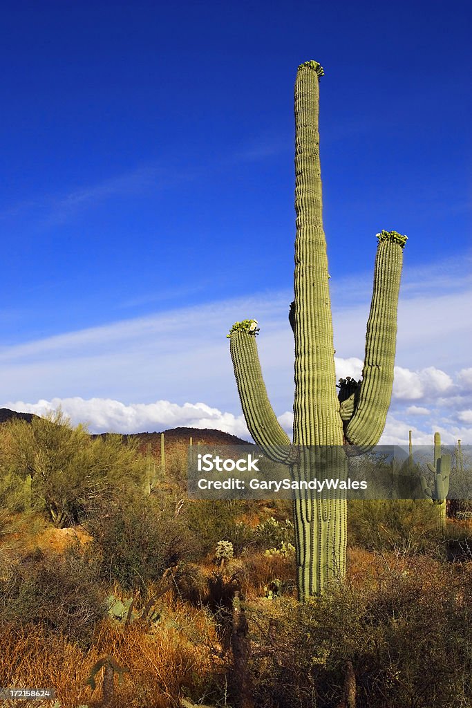 Cactus Saguaro - Photo de Saguaro libre de droits