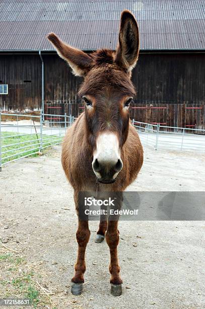 Brown Donkey Stock Photo - Download Image Now - Donkey, Front View, Close-up