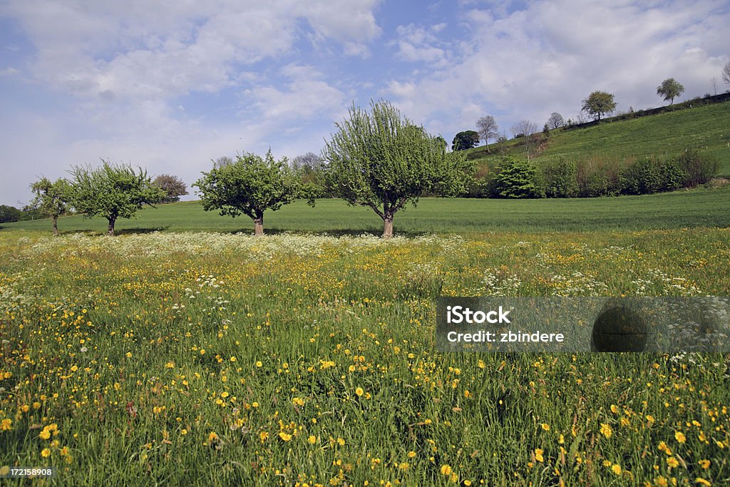 Ablooming Meadow na primavera - Foto de stock de Beleza natural - Natureza royalty-free