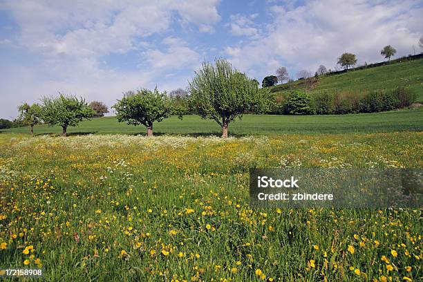 Foto de Ablooming Meadow Na Primavera e mais fotos de stock de Beleza natural - Natureza - Beleza natural - Natureza, Cabeça da flor, Cantão de Friburgo